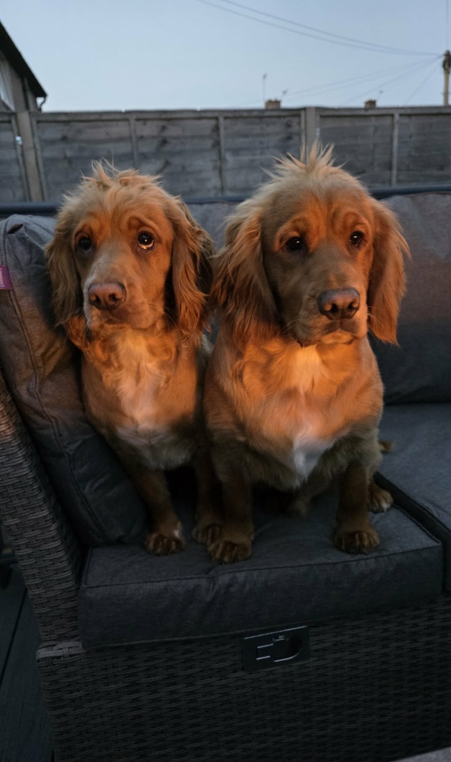 Working Cocker Spaniels